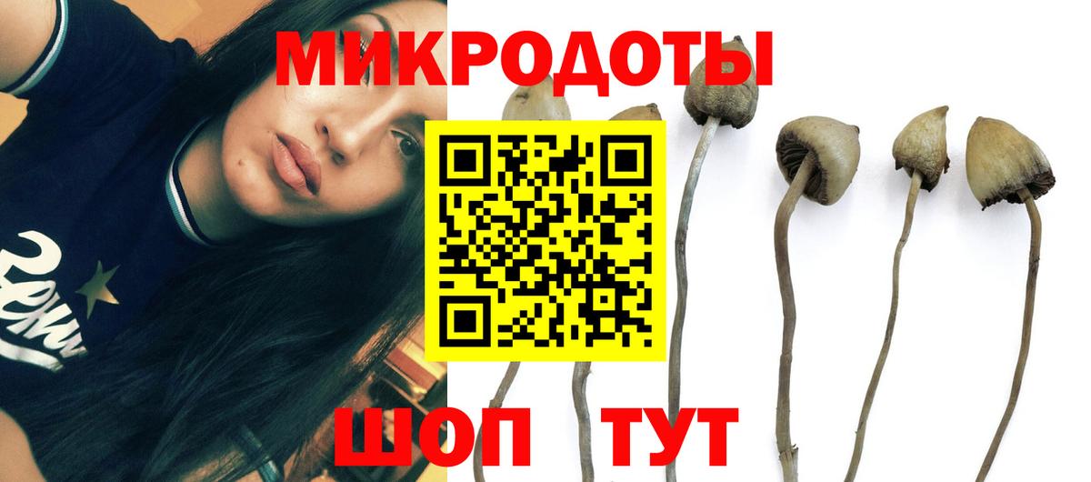 Псилоцибиновые грибы Psilocybe Петровск